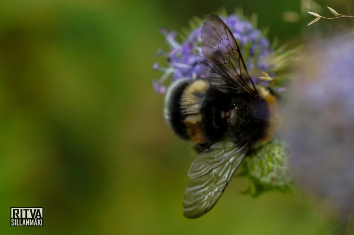 Bombus (17 of 51)