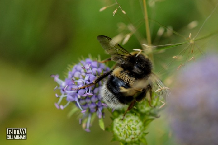 Bombus(18 of 51)