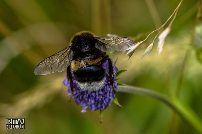 Bombus) (9 of 51)