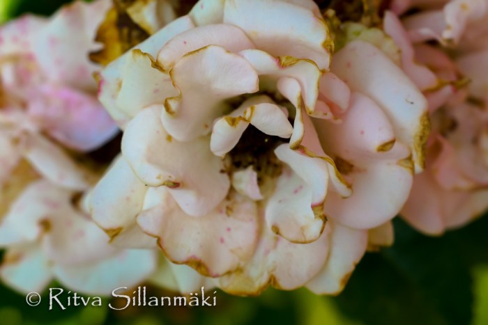 RS_08_2014 (49 of 102)