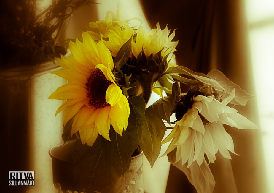 sunflowers (1 of 1)-3