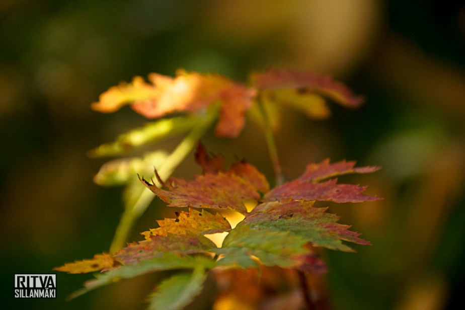 Autumn 14 (24 of 48)