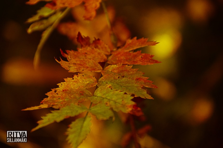 Autumn 14 (26 of 48)