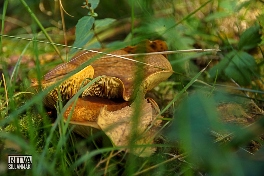 Autumn 14 (32 of 48)