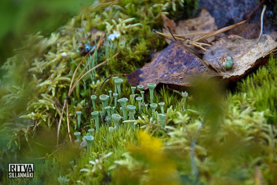 Autumn at ruuhijärvi-05508