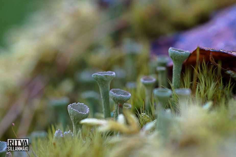 Autumn at ruuhijärvi-05512