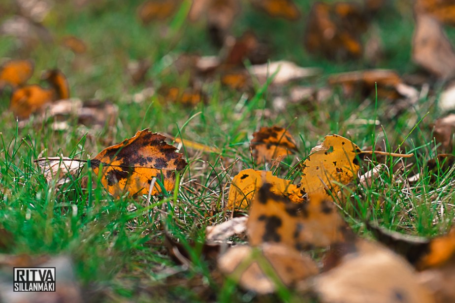 Leaves on the ground