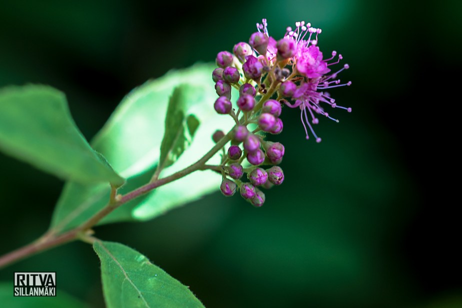 field flowers (41 of 43)