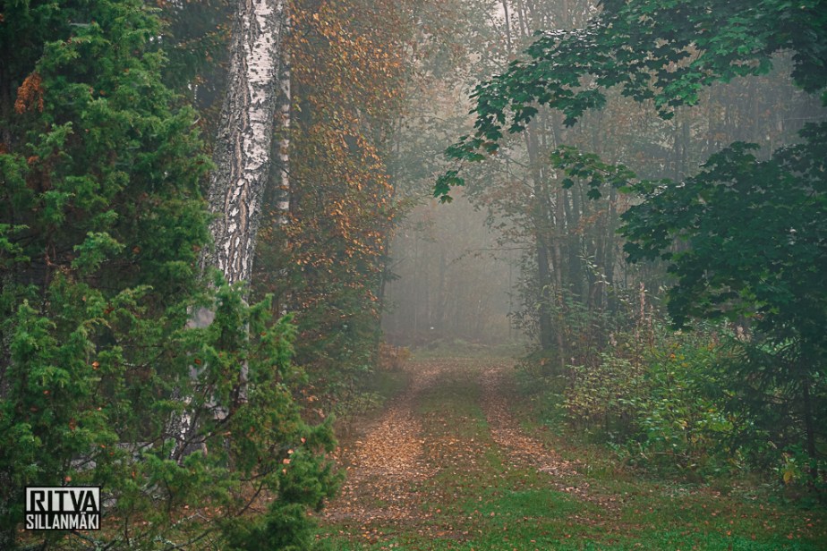 Early fall full of mist