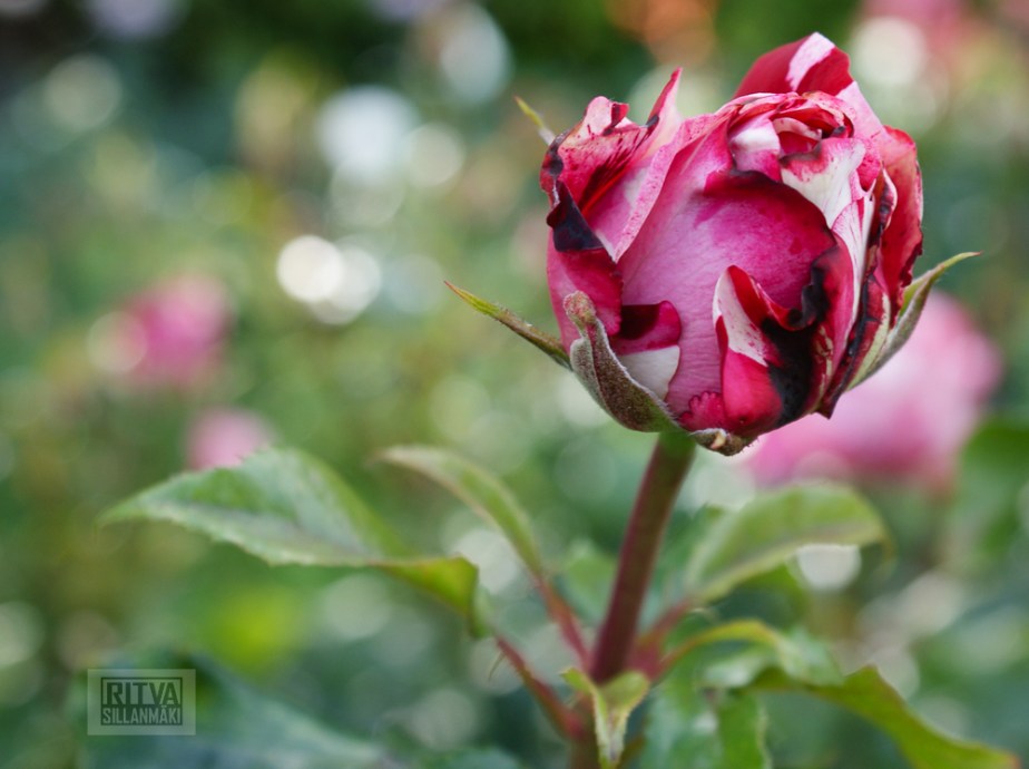 How to Survive November 2022 –&nbsp;11