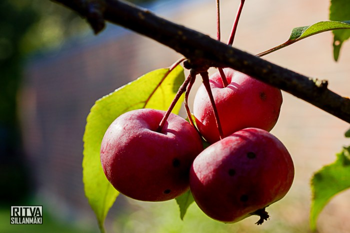 Ritva Sillanmäki - autumn (17 of 85)