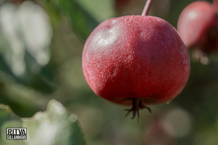 Ritva Sillanmäki - autumn (19 of 85)