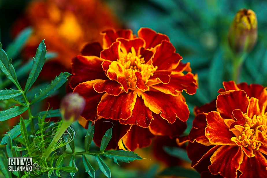 Tagetes