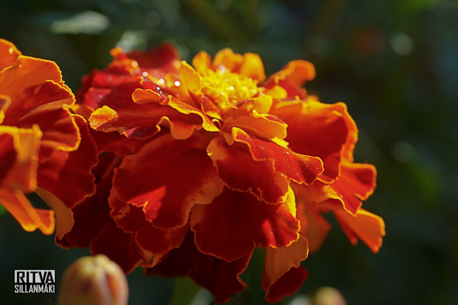 Tagetes