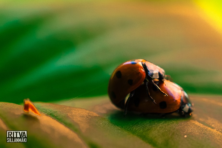 Sept 4 (5 of 27) lady bugs