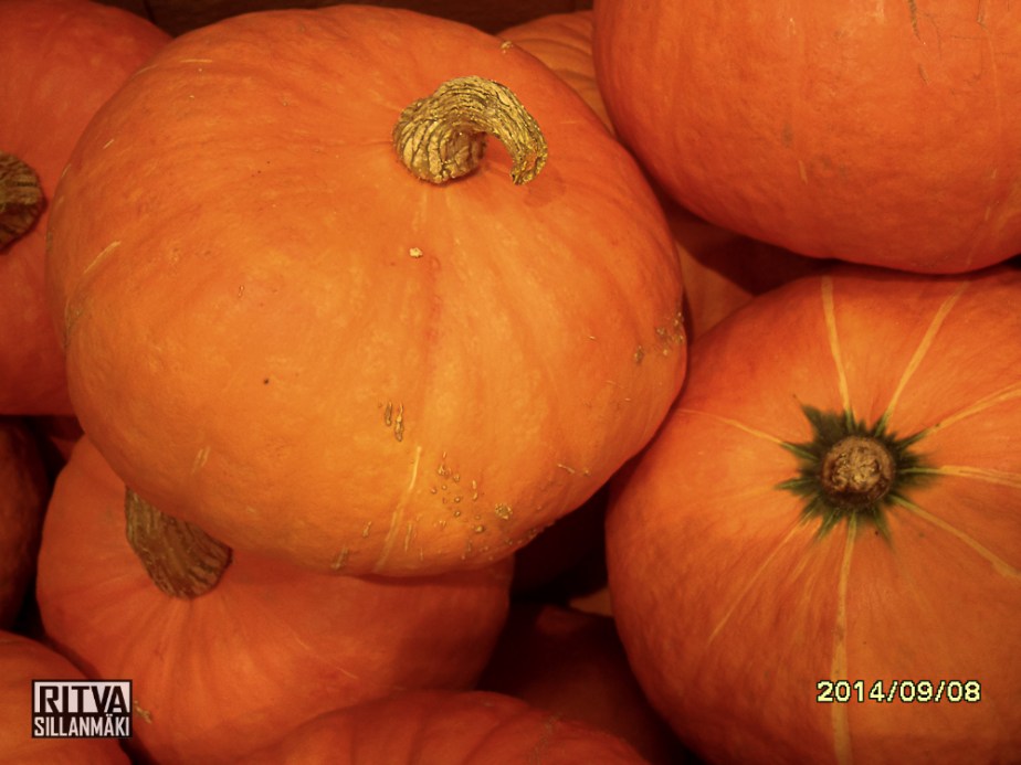 Pumpkin - Kurpitsa