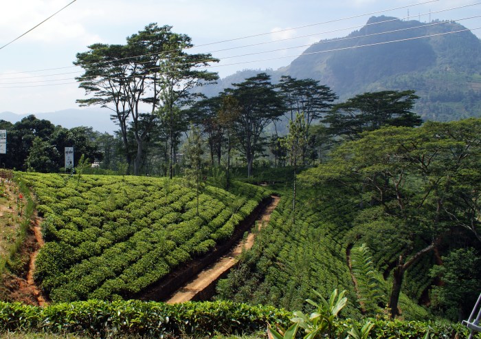 Sri Lanka Tea Plantation