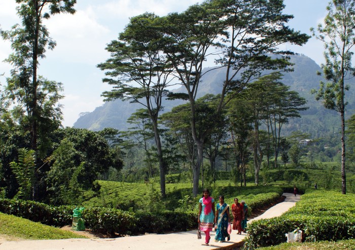 Path  in the  tea fields