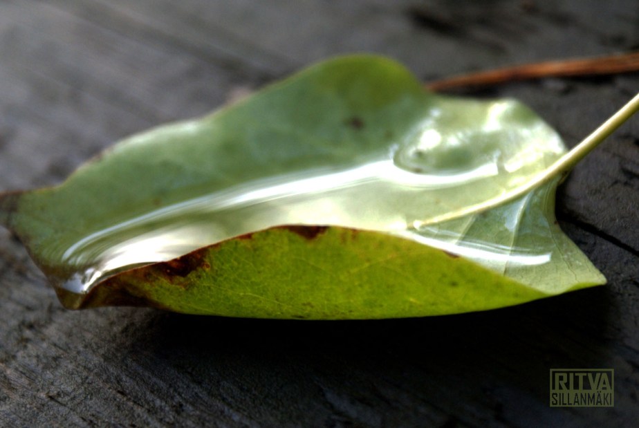 a leaf with water in the light