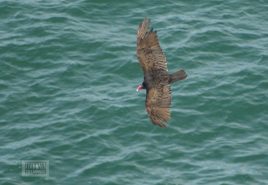 Oregon coastline - one lighthouse and an other-46