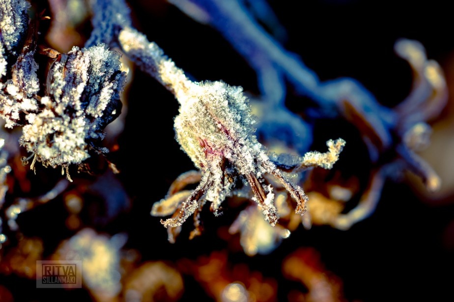 Frost bite  Splittones 2013-3