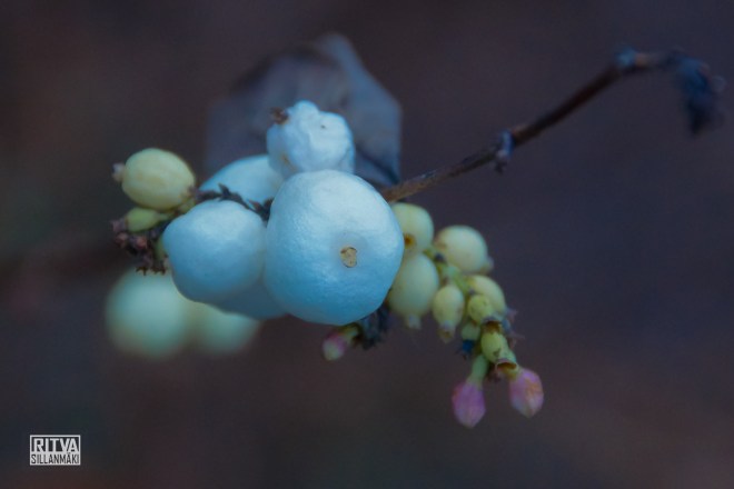 Snowberry