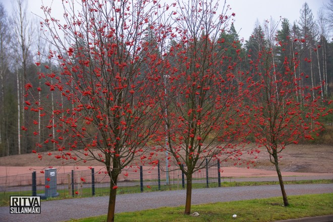 which way NOvember (14 of 36)