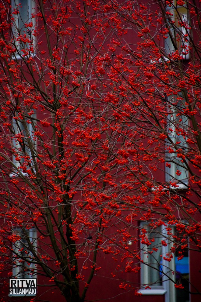 NOvember (16 of 36)