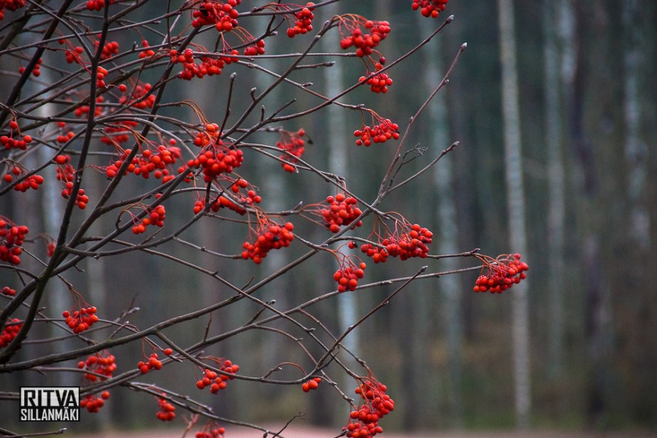 Rowen  and an apple&nbsp;tree