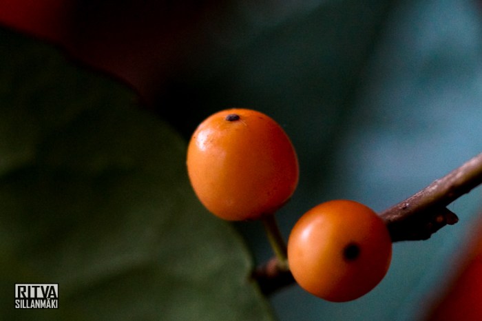 orange roses (16 of 30)