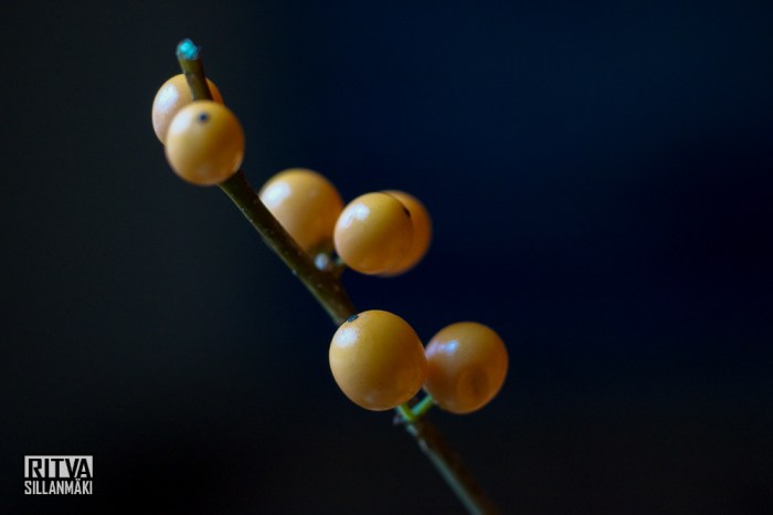 orange roses (17 of 30)