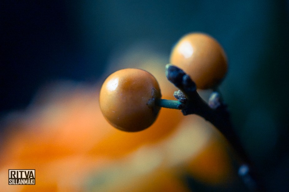 orange roses (25 of 30)