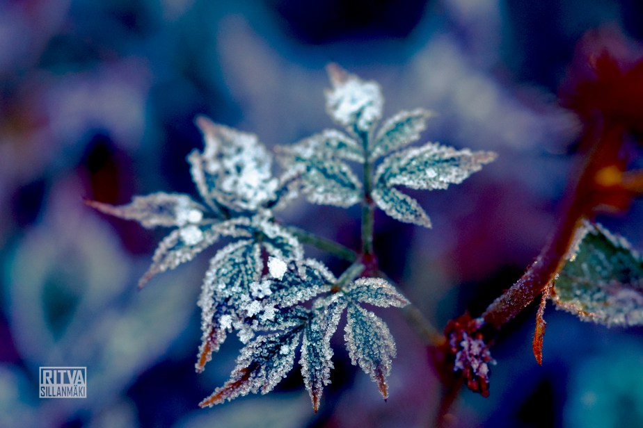 frosted leaf