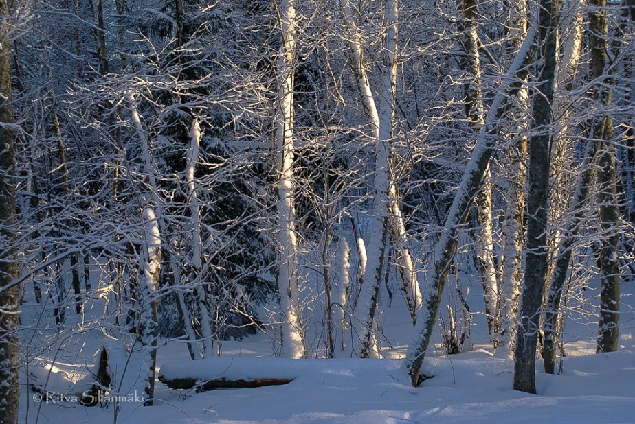snowy trees