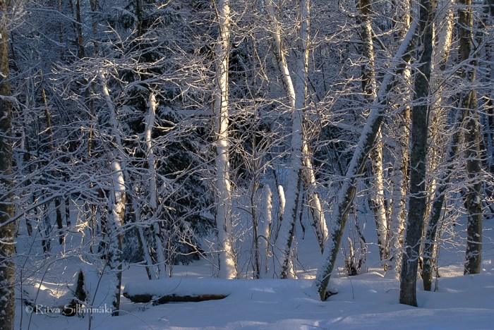 snowy trees