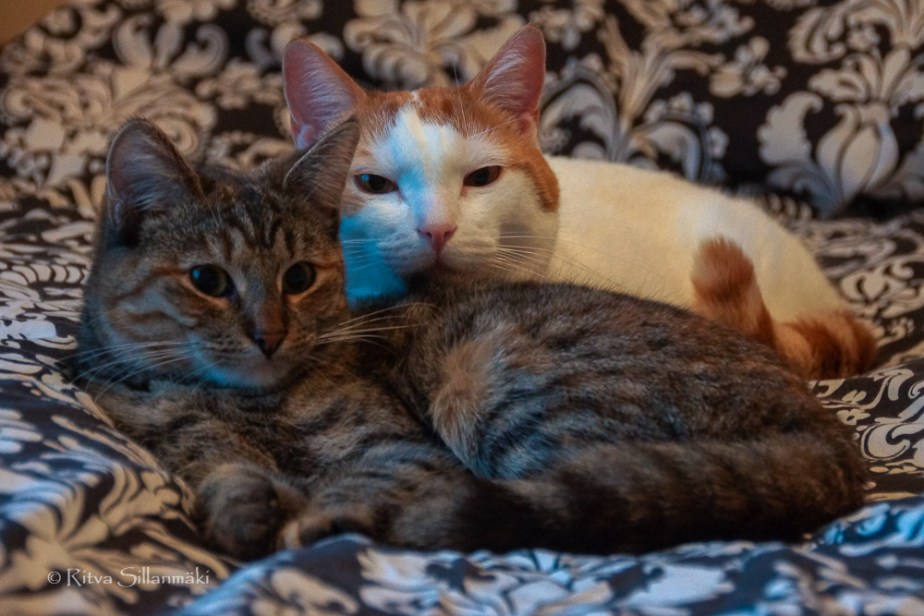 Ritva Sillanmäki_cats (4 of 4)