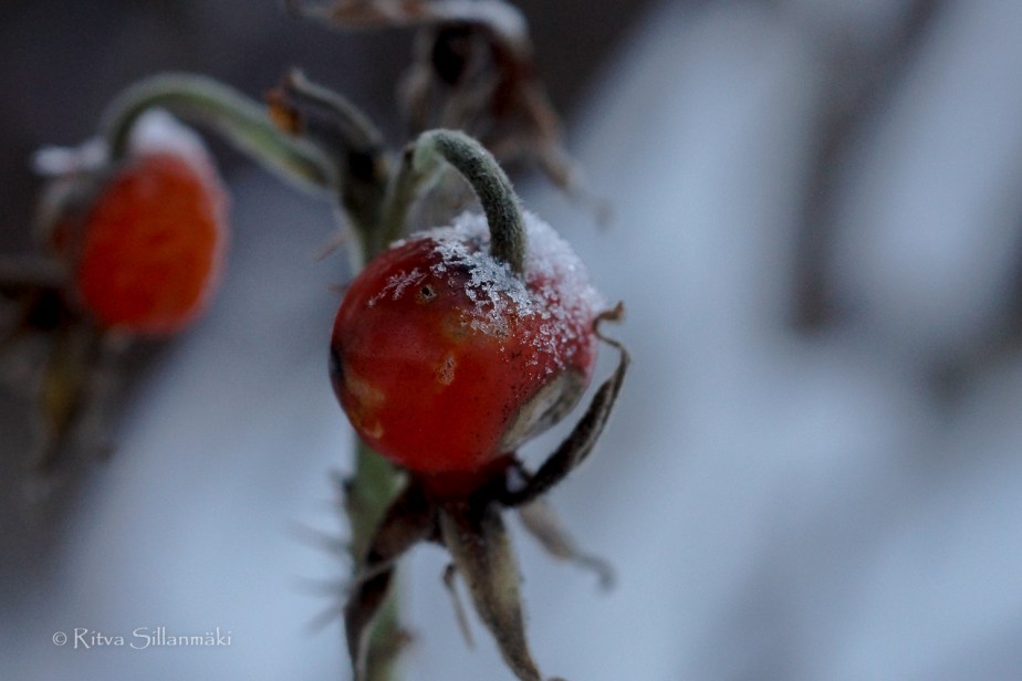 RS 281214 (132 of 147)