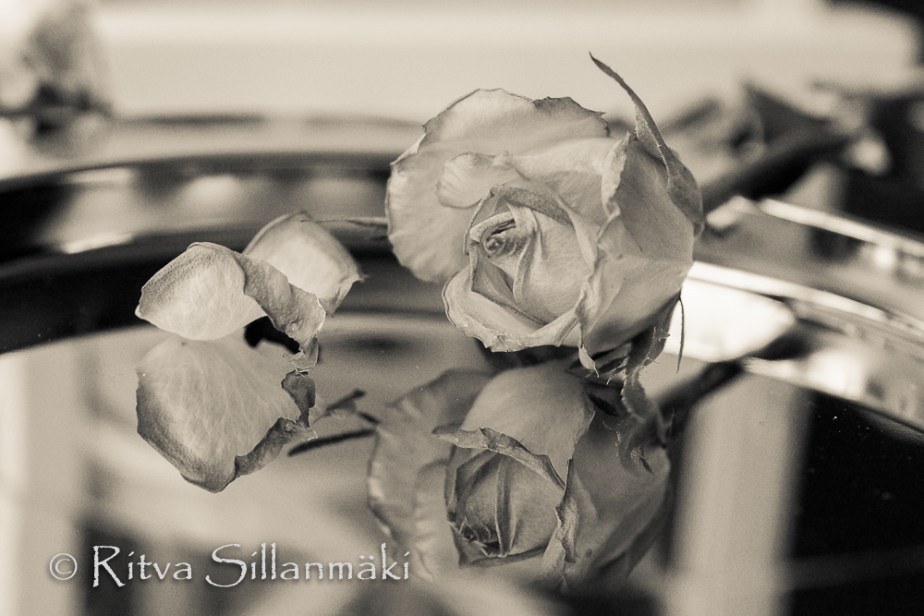 Rose and rose&nbsp;pedal