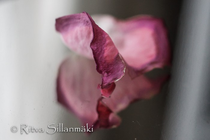 Ritva Sillanmäki -textures (22 of 62)