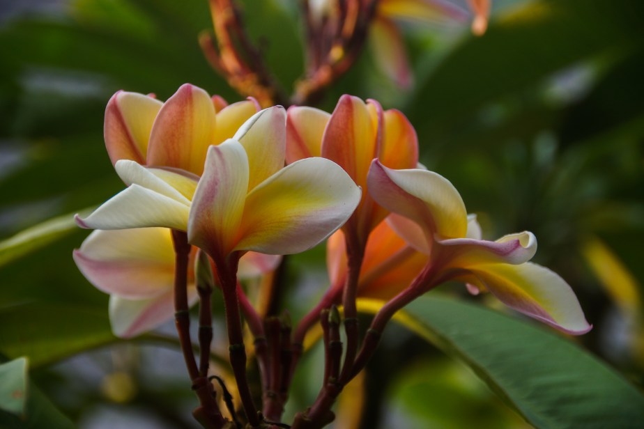 Symbolism and Colors of&nbsp;Frangipani