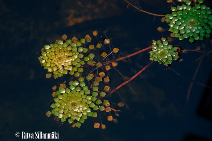 water Plants-1