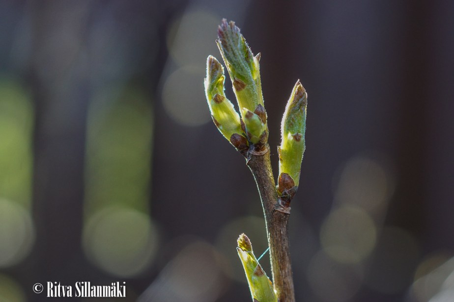 April 2015_ Ritva Sillanmäki (17 of 36)