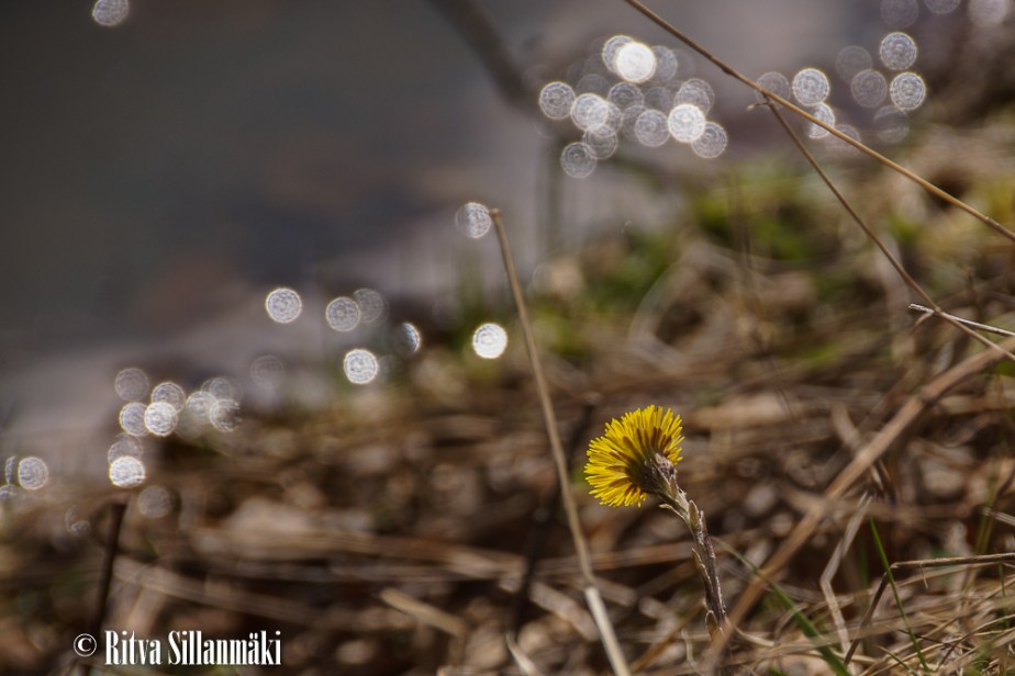 April 2015_ Ritva Sillanmäki (49 of 63)