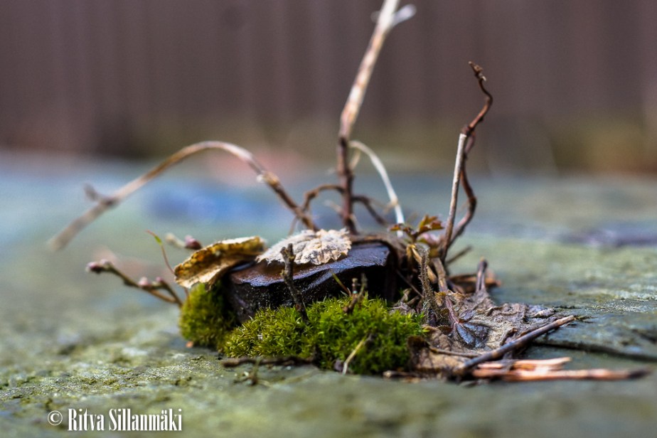 Rautanaula / Iron nail