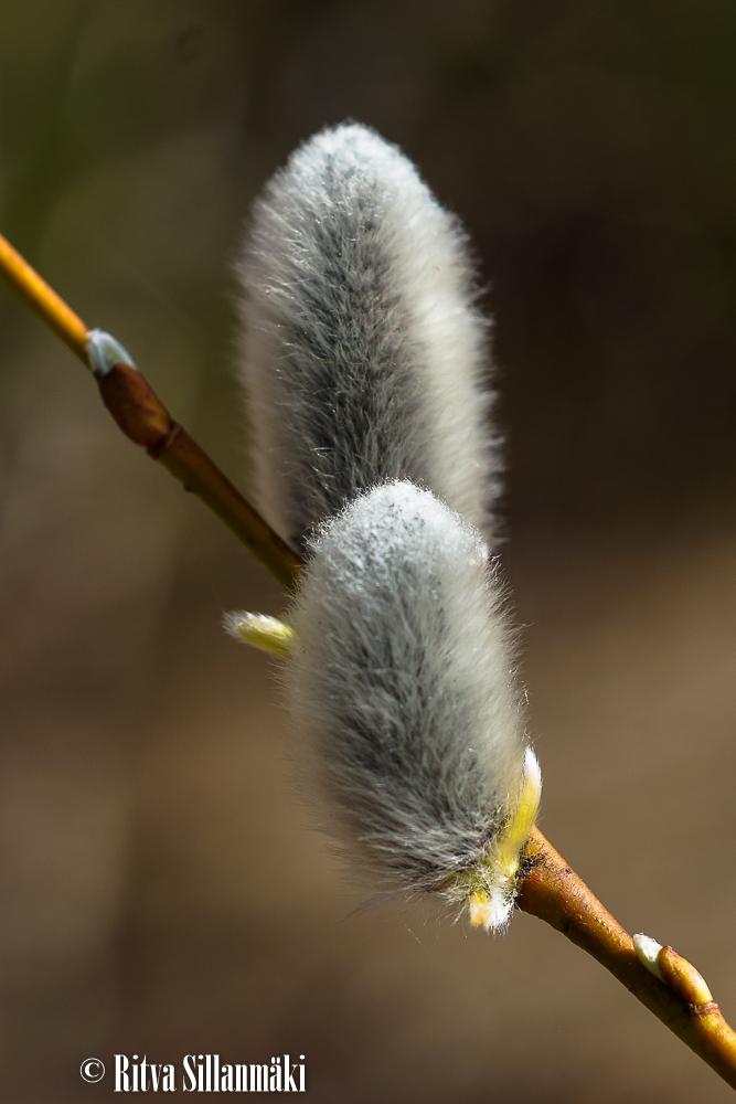 macro_ Ritva Sillanmäki-2