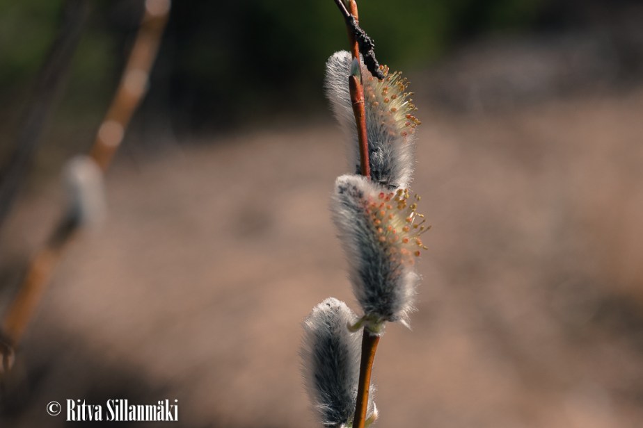 macro_ Ritva Sillanmäki-3