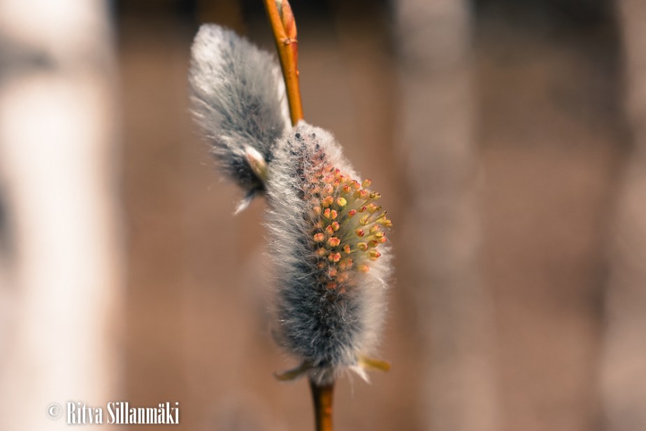 macro_ Ritva Sillanmäki-4