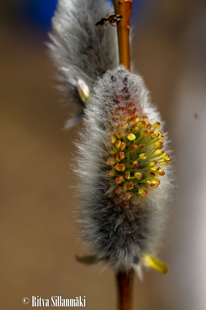 macro_ Ritva Sillanmäki-5