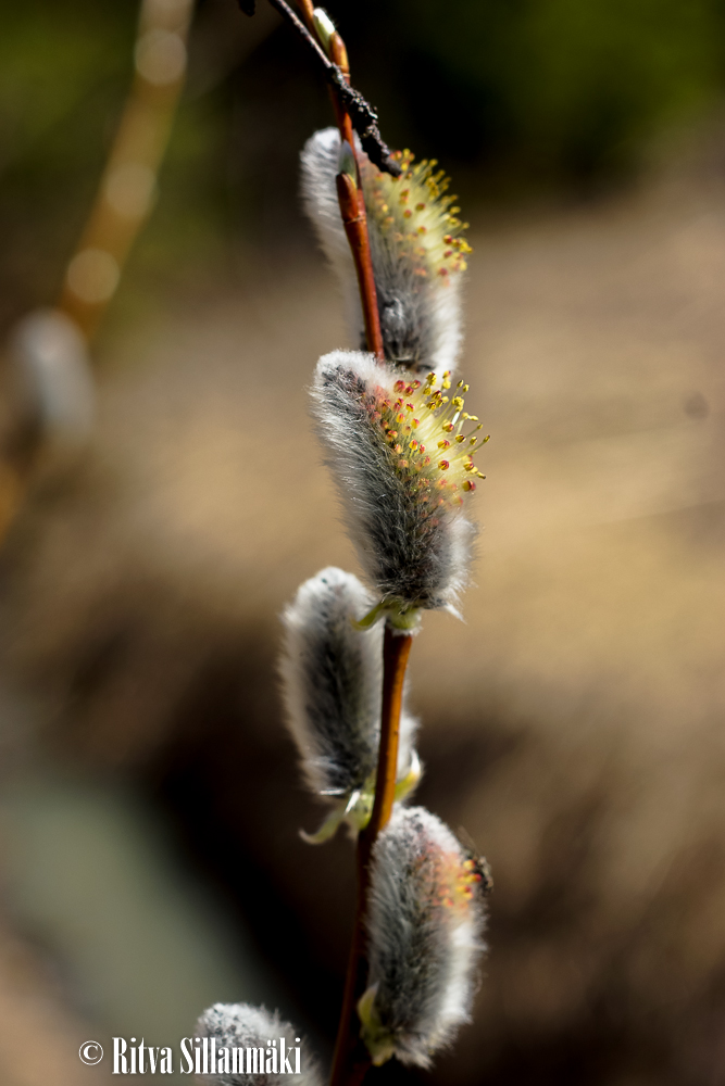 macro_ Ritva Sillanmäki-6