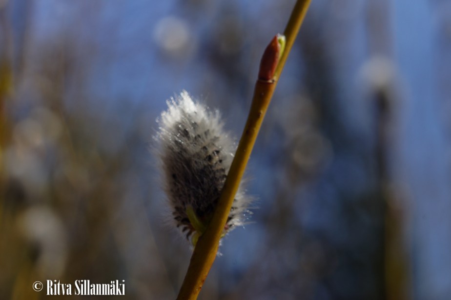 macro_ Ritva Sillanmäki-7